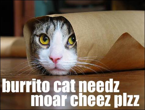 burritocat[1]isnide